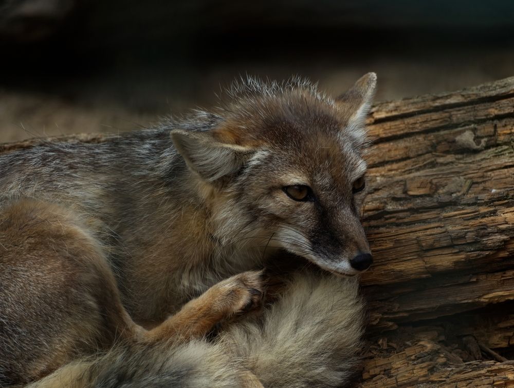 Tiere im Neunkircher Zoo